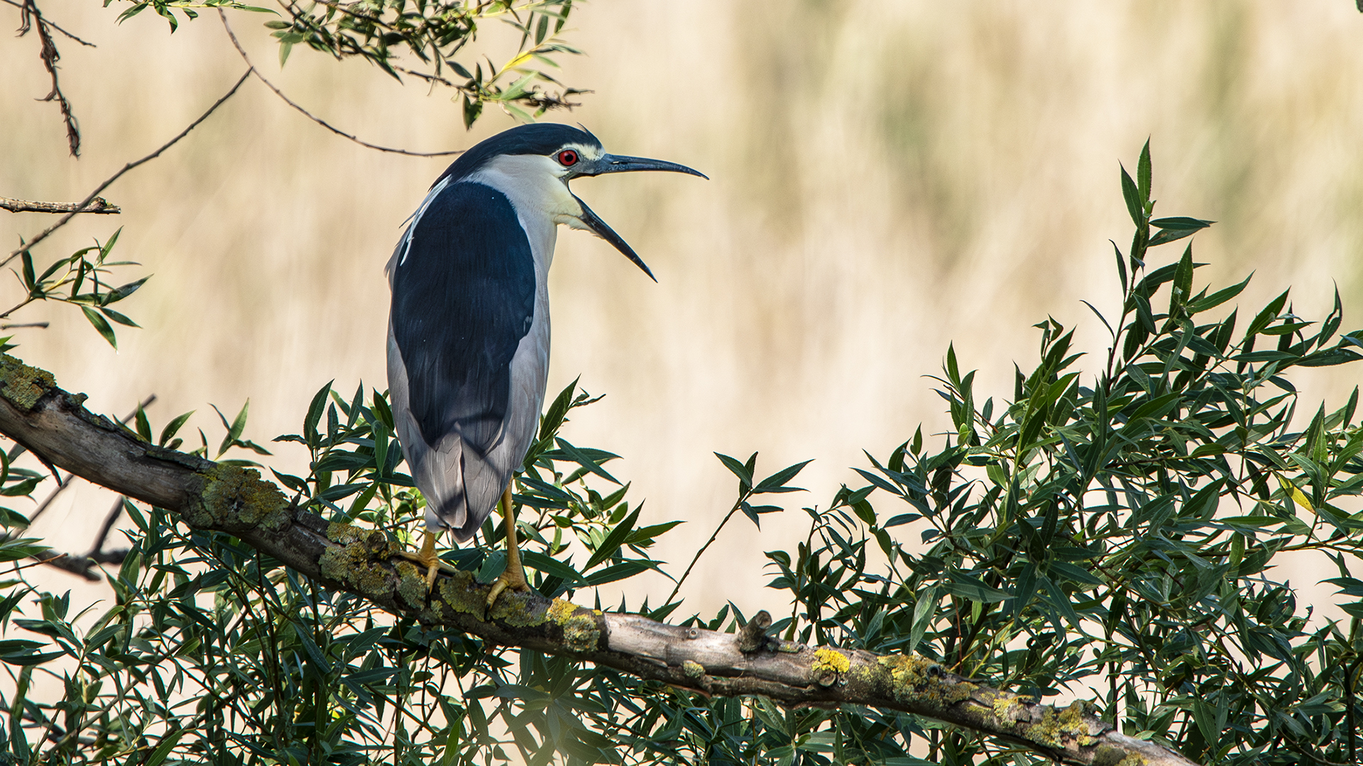 Black-crowned Night-Heron